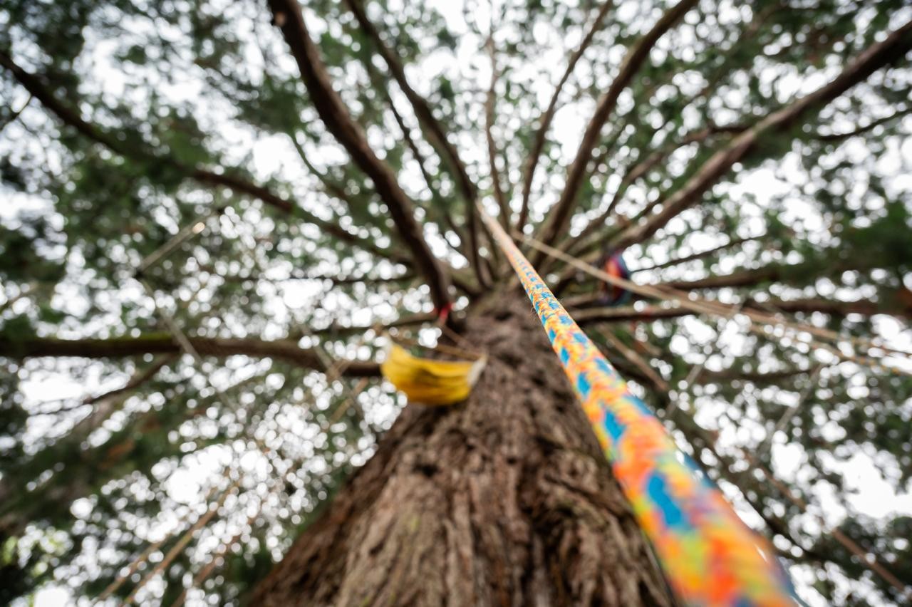 Grimpe d'arbres avec Tout Un Art'bre